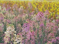 -中国天府农业博览园