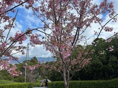 -金鸡山公园
