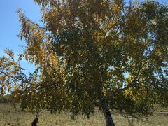 -塞罕坝国家级自然保护区