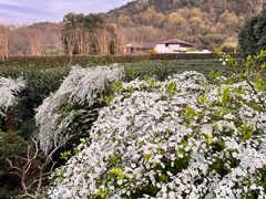 -野蔓果·山野菜(西湖景区·龙井茶田店)