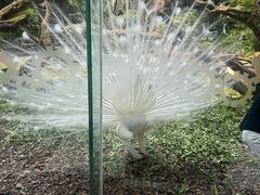 -广州长隆野生动物世界