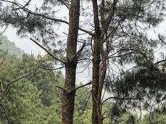 -重庆雨台山风景区