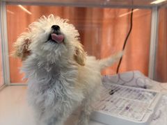 -翊宠yipet猫狗购宠庄园犬舍•猫舍