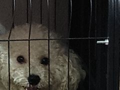 -芭比堂动物医院·24小时·眼科中心(深圳中心)