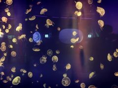 -长春中泰海洋世界