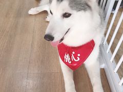 -Husky Go! 哈士奇体验馆·宠物咖啡厅狗咖