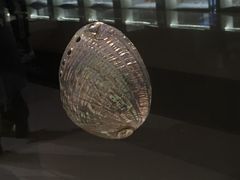 -青岛贝壳博物馆
