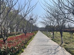 -高东镇樱花园