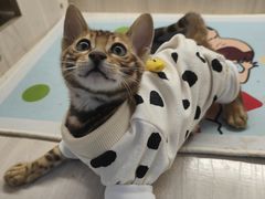 -喵zoo家庭繁育猫舍(尖东智能花园店)