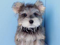 -翊宠yipet猫狗购宠庄园犬舍•猫舍