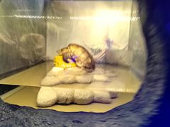 -上海大自然野生昆虫馆(东方明珠·爬宠昆虫探索中心)