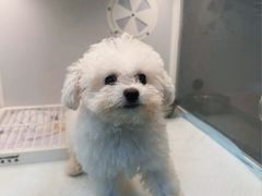 -翊宠yipet猫狗购宠庄园犬舍•猫舍