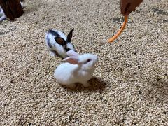 -昆明大悦城未来动物城(螺蛳湾中心店)