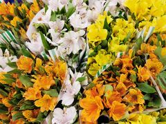 -双季花艺园艺市场(浦东店)