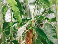 -北京植物园-展览温室