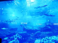 -迪拜水族馆及水下动物园