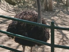 -青藏高原野生动物园