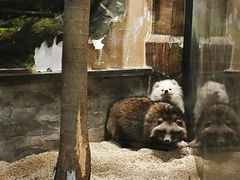 -石狮世茂摩天城摩天轮