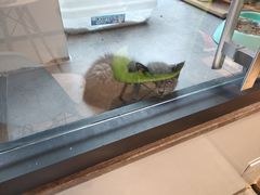 -帕帕拉兹宠物(亚洲旗舰店)