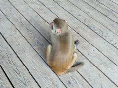 -南湾猴岛+椰田古寨一日游