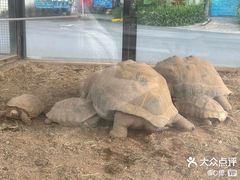 -灵玲国际马戏城