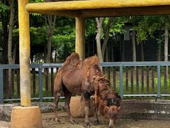 -苏州上方山国家森林公园
