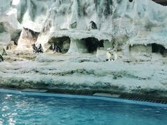 -帝企鹅自助餐厅•儿童岛•真企鹅(长隆企鹅酒店)