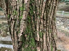 -宁波五龙潭景区