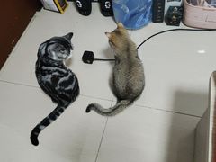-猫大福·Fortune Cat猫舍(百子湾店)