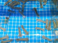 -前王院•巧克力海鲜市集餐厅(万平口店)