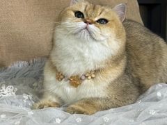 -爱派特动物医院·全科诊疗中心