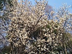 -鸡鸣汤包(红山动物园店)