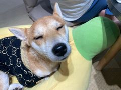 -逗柴咖啡屋·狗咖猫咖宠物桌游