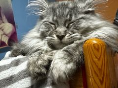 -瑞派·关忠动物医院·猫专科·犬专科(三环新城店)