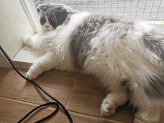 -李小姐の猫咖啡馆(五角场店)