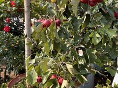 -西安市长乐公园