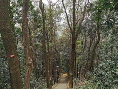 -南山植物园