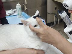 -美联众合动物医院·24h转诊中心