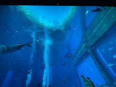 -亚特兰蒂斯•OSSIANO奥西亚诺海底餐厅
