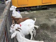 -前小桔亲子创意农场·草莓采摘·露营烧烤