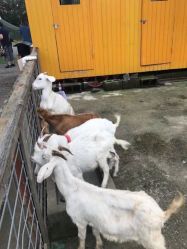 -前小桔亲子创意农场·草莓采摘·露营烧烤
