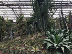 -北京呀路古热带植物园