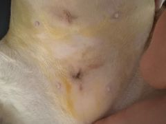 -达爱动物医院·犬猫分区·CT·复杂眼科(远洋山水分院)
