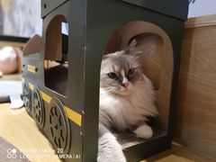 -滚猫咖啡·猫咖·猫友好撸猫(未来城店)