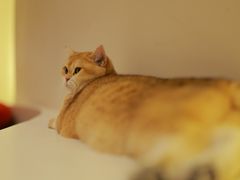 -有猫主题·治愈系猫咖(曾厝垵店)