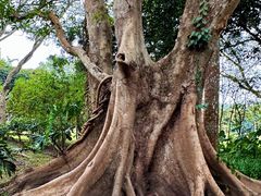 -中国科学院西双版纳热带植物园