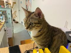 -Heymao猫咖.咖啡厅(东门店)
