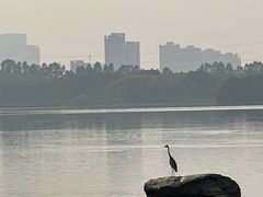 -海珠湖公园