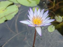 -813芭依珊 BAESAn(皇冠十畝地店)