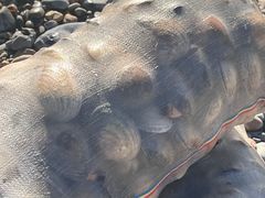 -银沙滩浴场